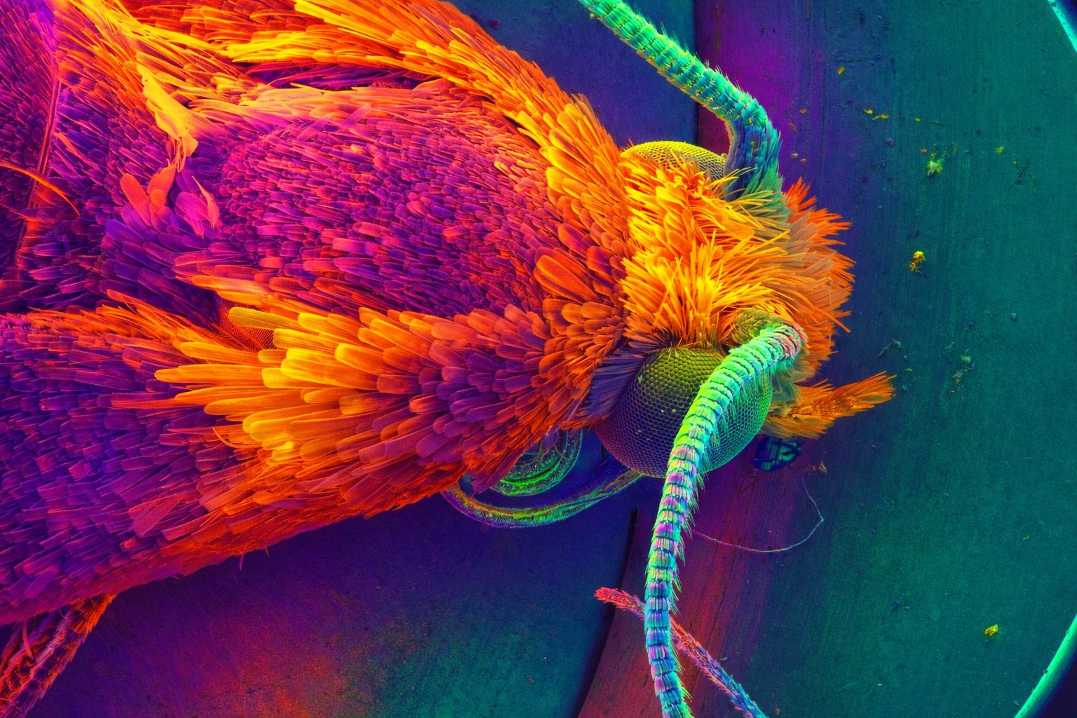JEOL USA Image Contest